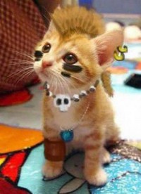 Gato Punki